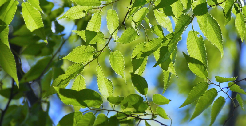sun, green color, blue sky, refreshing, leaf, backgrounds, focus on foreground, ovate, deciduous trees, green, selective focus, show through, leaves, no people
