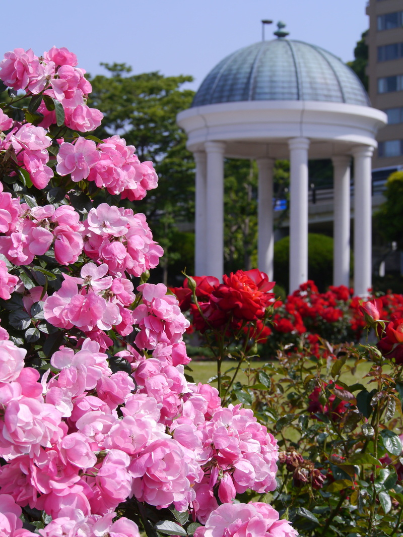francois, sea, shioiri station, sky, fragility, growth, garden, naval base, flowering, building, flower head, japan, yokosuka, plant, no people, france