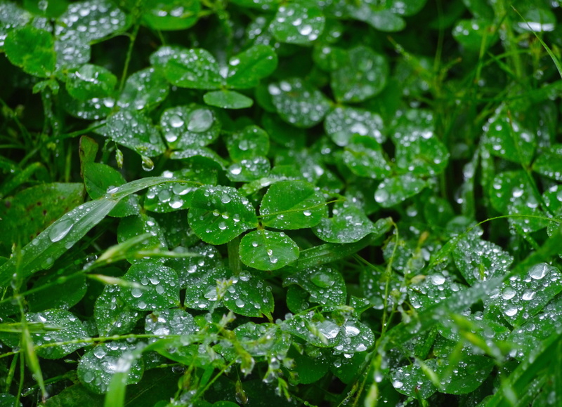 wild grass, water, drop of water, freshness, plant, beauty in nature, weed, nature, drop, rain, backgrounds, no people, trefoil, green, antomasako, shining