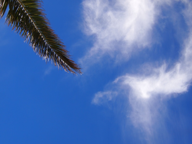 tranquility, growth, palm trees, palm tree, plant, blue, day, cloud, kanagawa japan, japan, 4K, low angle view, tokyo bay, no people, palm leaf, mabori kaigan