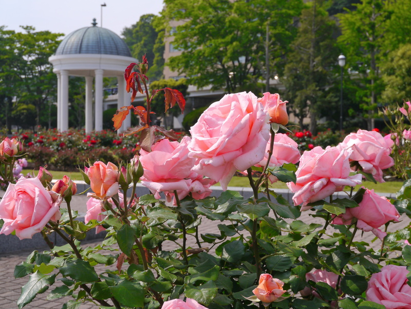 france people, no people, blue, plant part, francois, rose, vulnerability, fragility, plant, architecture, freshness, flowering plant, 4K, beauty in nature