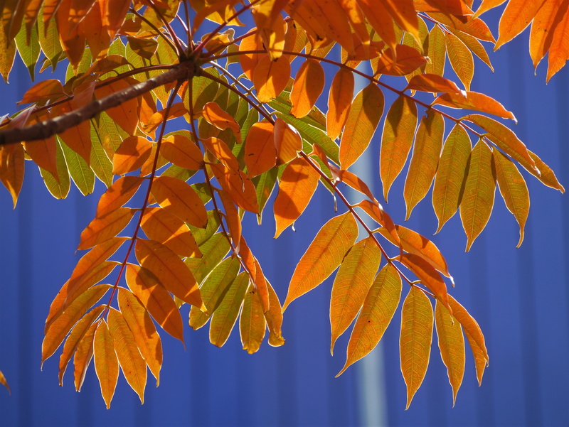 branch, nature, leaves, outdoors, focus on foreground, antomasako, green, day, sunlight, autumn collection, plant part, maple leaf, close-up, yokosuka