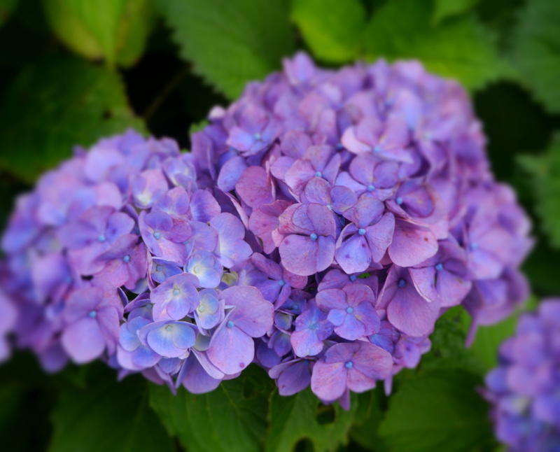 beauty in nature, plant, lilac, blue, day, flower head, nature, leaf, green, softness, bunch of flowers, rainy season, outdoors, fragility, yokosuka, kannonzaki