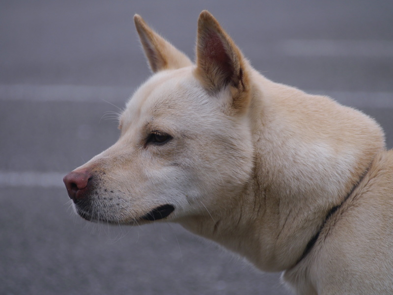kanagawa japan, otsu park, white color, looking away, 4K, day, vertebrate, pets, contemplation, no people, ryukyu, mix, public health center, animal themes