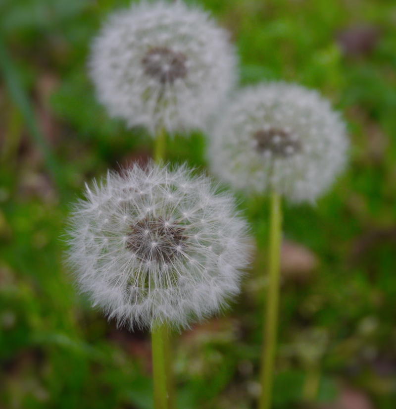 vulnerability, inflorescence, plant, fragility, flower, close-up, otsu park, japan, beauty in nature, yokosuka, plant stem, wind, fly, softness, weed, day