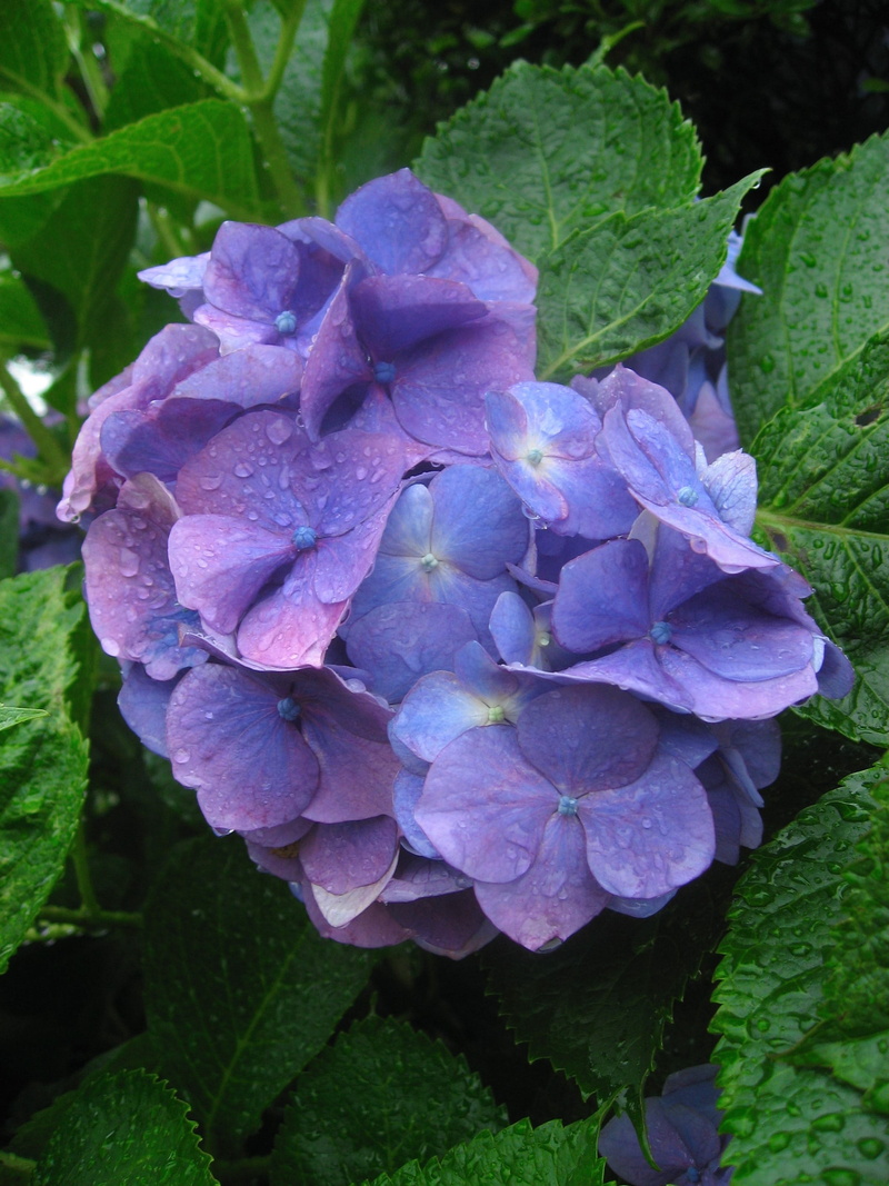 dew, bunch of flowers, flowering plant, inflorescence, Hydrangea, plant, japan, green, freshness, growth, antomasako, day, Purple, beauty in nature, flower head