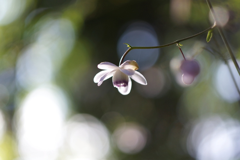 5K, M42, focus, moth, leaf, selective focus, Biotar, flower, purple, orchids, happy, flower Head, plant, freshness, photography, petal, nature, selective