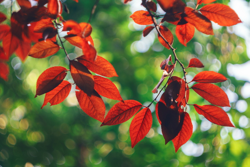 leaf, orange Color, bright, focus, beauty In Nature, Biotar, red, autumn, Carl Zeiss, vibrant Color, backgrounds, M42, bokeh, yellow, plant, photo, selective