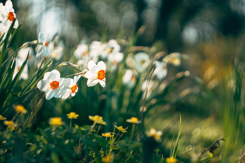three, white, spring  flowers, 4K, M42, bokeh, flowers, Biotar, f/2, Carl  Zeiss, Carl Zeiss