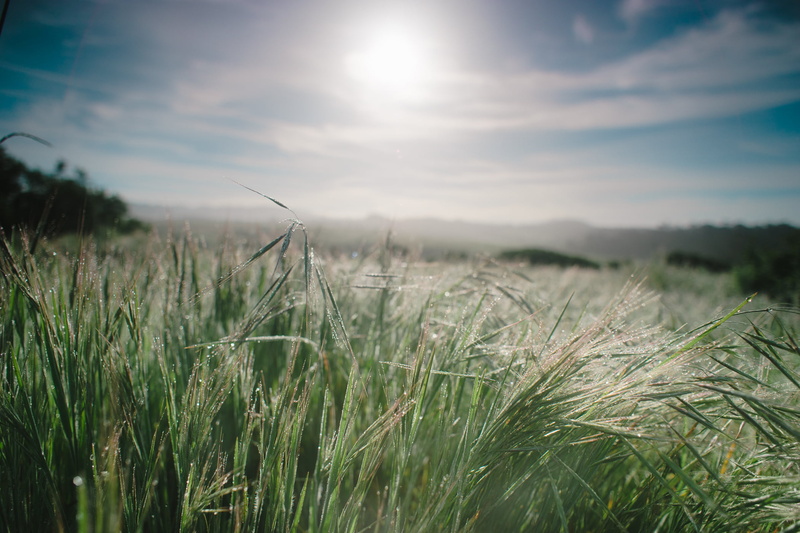 grass, summer, rural Scene, sunrise, plant, green, om, outdoors, shallow, Wild grass, focus, big sur  california, f2.0, meadow, nature, agriculture, 1080P