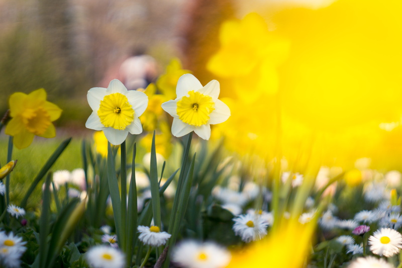 5K, Biotar, white, M42, flowers, Carl  Zeiss, Carl Zeiss, f/2, yellow