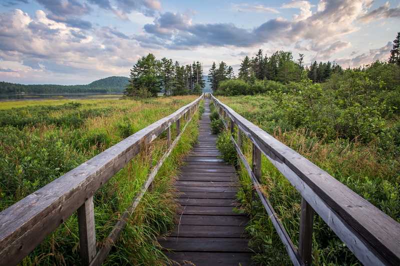nature, going, landscape, trees, forest, outdoors, footbridge, summer, Wetlands, Olympus, 2K, Springdale, Newfoundland, F2.0, Boardwalk, surrounded, wood