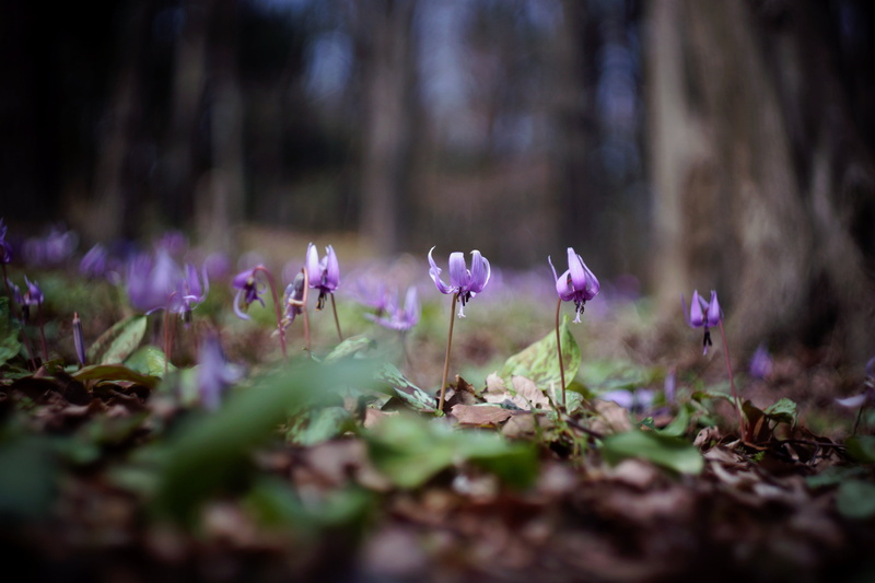 purple, flower, summer, purple flower, Love is, 5K, plant, F2.0, Helios, nature, outdoors, youve got, grow, plants, カタクリ