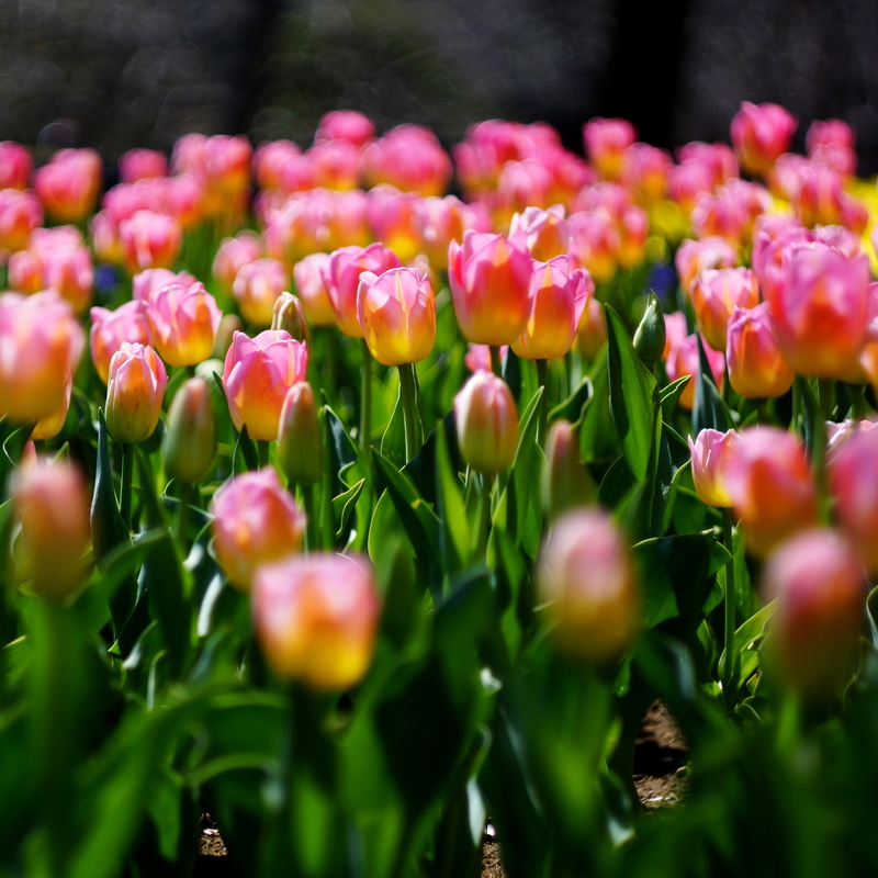 plant, 4K, チュ, depth, yellow, F2.0, summer, springtime, flower Head, photography, Ode to Joy, green Color, outdoors, flowerbed, flowers, depth of field