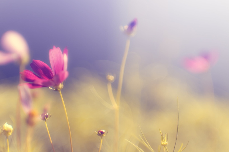 shallow focus, outdoors, M42, springtime, shallow, season, petal, PENTAX  K-7, grass, Jupiter, plant, beauty In Nature, focus, field, Cosmos, f2.0, purple
