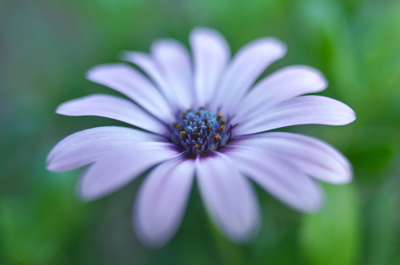 plant, macro, MC, photo, petal, head, Kiron, beauty In Nature, tubes, summer, 4K, green Color, close-up, purple, flowers, Blume, nature, F2.0, flower