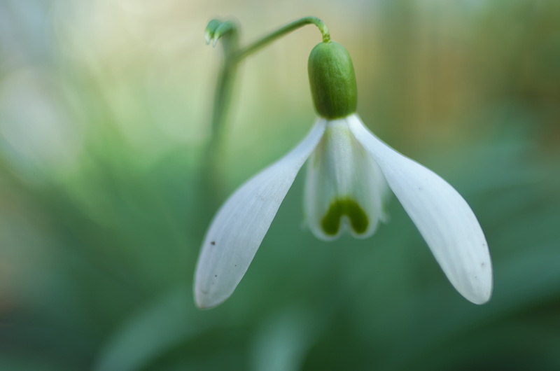 white, Galanthus nivalis, photography, selective focus, MC, nature, focus, tubes, bokeh, Snowdrop, macro, plant, white flower, F2.0, 4K, selective, close-up