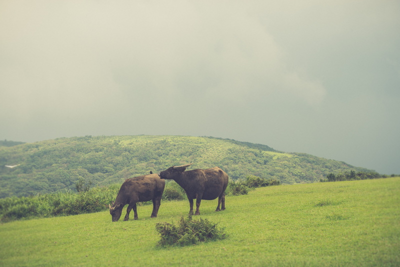 beauty in nature, mammal, land, animal wildlife, landscape, no people, taiwan, group of animals, grass, yangmingshan national park, field, domestic animals