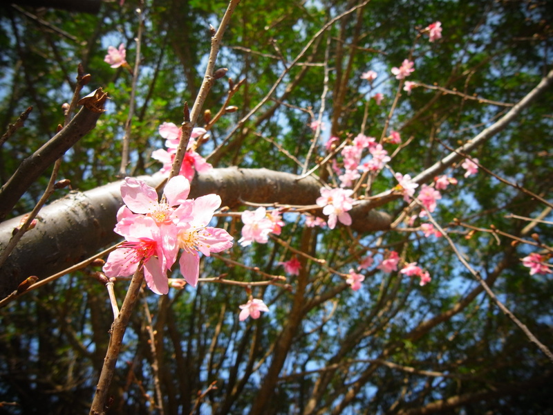 petal, day, flowering plant, tree, flower head, plant, cherry tree, nature, fragility, taiwan, 2K, pink color, cherry blossom, blossom, yangmingshan national park