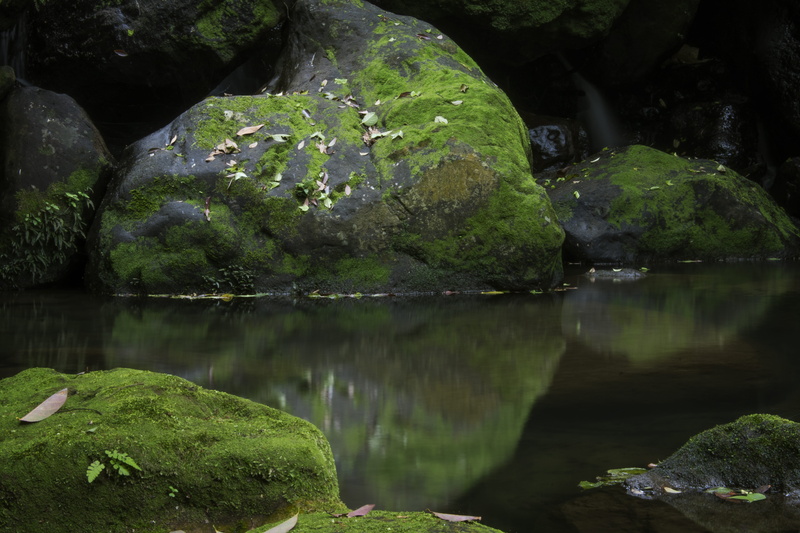 no people, rock - object, yangmingshan national park, forest, reflection, tree, nature, pond, beauty in nature, lake, green color, green, scenics - nature