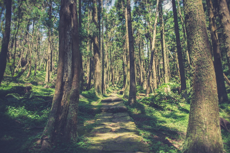 path, green color, nature, no people, day, woodland, tree, 5K, tranquil scene, tree trunk, forest, plant, land, bamboo - plant, non-urban scene, yangmingshan national park