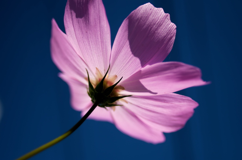 photography, flower, ZK, tilt shift lens, 4K, T* 2, pentax  k-30, purple, shift, close-up, petal, Wonderful world, nature, purple flower, flowers, Carl Zeiss