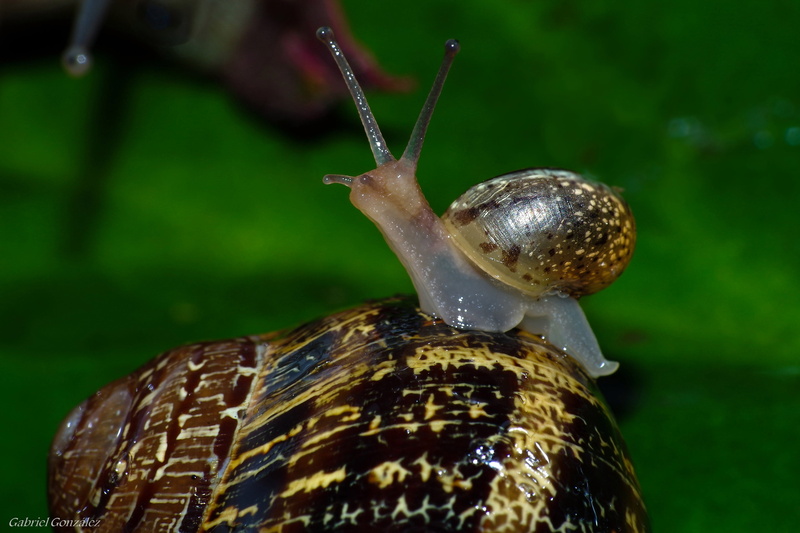 animal, 2K, Tamron, slow, macro, wildlife, mollusk, Pentax K-30, brown, close-up, snail, slimy, gastropod, nature, caracoles, animals, crawling