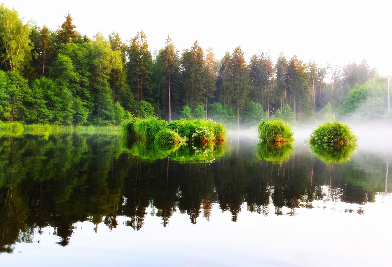 non-urban scene, nostalgia, plant, sunset, no people, idyllic, the silence, beauty in nature, Lake, outdoors, grass, tree, River, poland, Water, cane, forest