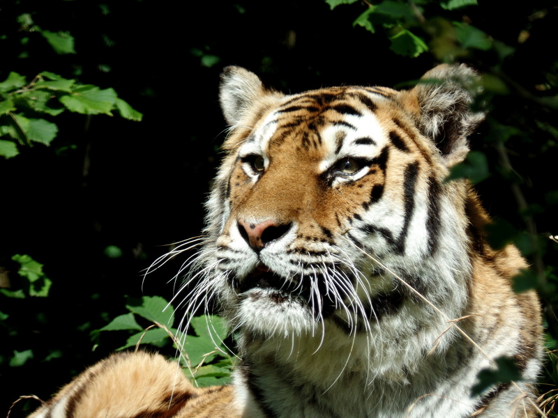 cat, animal head, animal, animal wildlife, day, animals In The Wild, zoo, focus on foreground, looking, siberian Tiger, feline, predator, nature, close-up