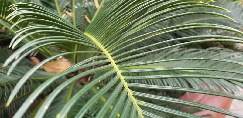 tree, close-up, focus on foreground, lagoa, tranquility, frond, day, 4K, palm leaf, growth, nature, tropical climate, outdoors, freshness, no people, plant part