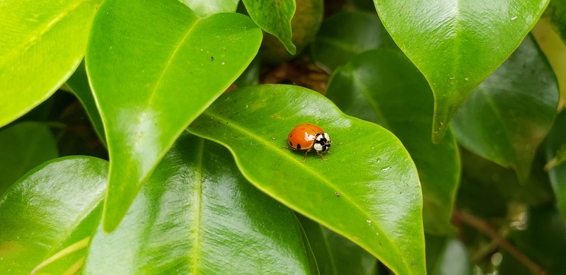 close-up, av. borges de medeiros, leaf, plant, nature, animal themes, one animal, outdoors, lagoa, brazil, invertebrate, no people, animal, animals in the wild