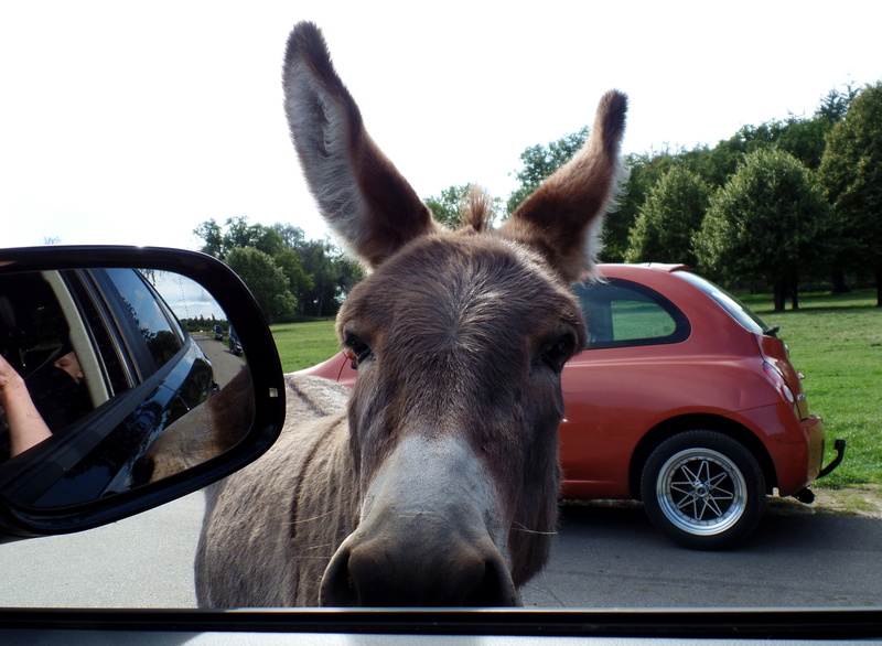 transportation, mane, day, working animal, animal themes, vertebrate, animal body part, one animal, safari park, no people, car, herbivorous, mammal, animal head