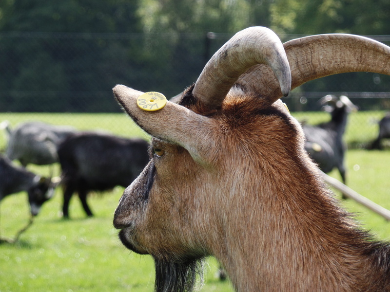 grass, park, herbivorous, domestic animals, no people, focus on foreground, horn, outdoors, knuth borg, horned, goat, animal head, animal, animal wildlife