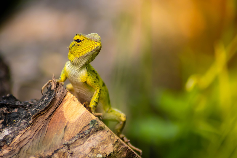 park, pet, white, adapt, portrait, beautiful, wild, adaptation, plant, closeup, day, chameleon, reptile, nature, yellow, green color, outdoors, isolated