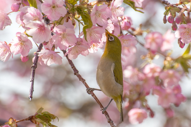 SP 70, photography, Flower, tree, 1080P, white bird, bird, green, wildlife, white, nature, branch, Canon  EOS 6D, white‐eye, animal, TAMRON, eating, pink