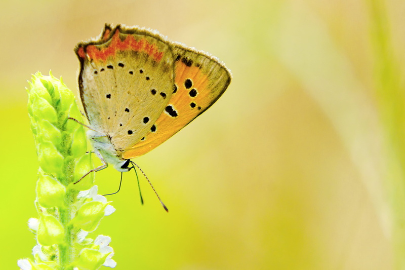 2K, Di, VC, Small Copper, Insect, F/4, green, spot, Model, Street, Nikon  D7000, Kanagawa, animal Wing, Aoba, Field, Yokohama, stigmata, beauty In Nature