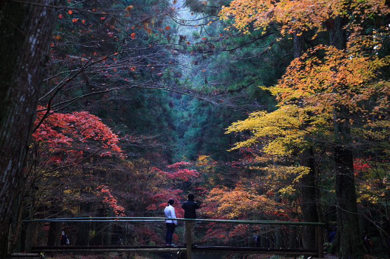 forest, woman, Canon  EOS 6D, front, Japanese Maple, Explore, 5K, leaf, season, tree, SP 70, red, bridge, woodland, landscape, man and woman, autumn, standing
