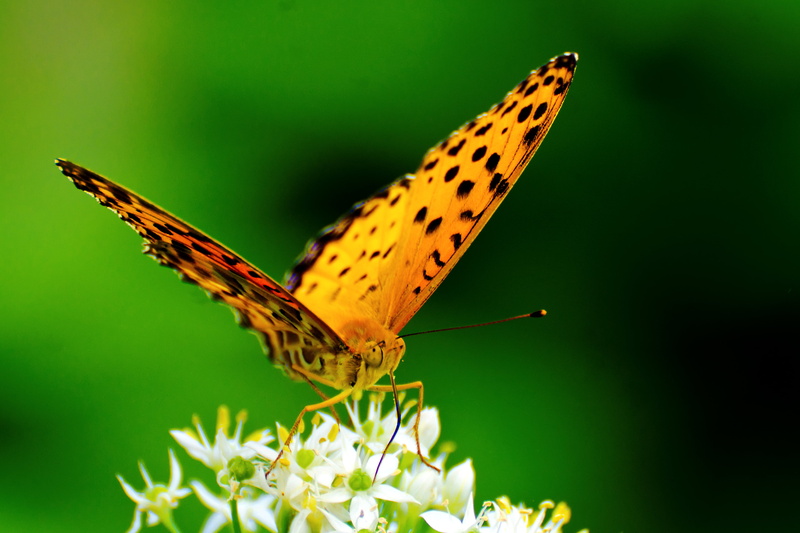 leopard, White, Nikon  D7000, Yokohama, Male, Orange, perched, white flower, flower, Indian Fritillary, Bokeh, Butterfly, fritillary, Field, Scallion, Macro