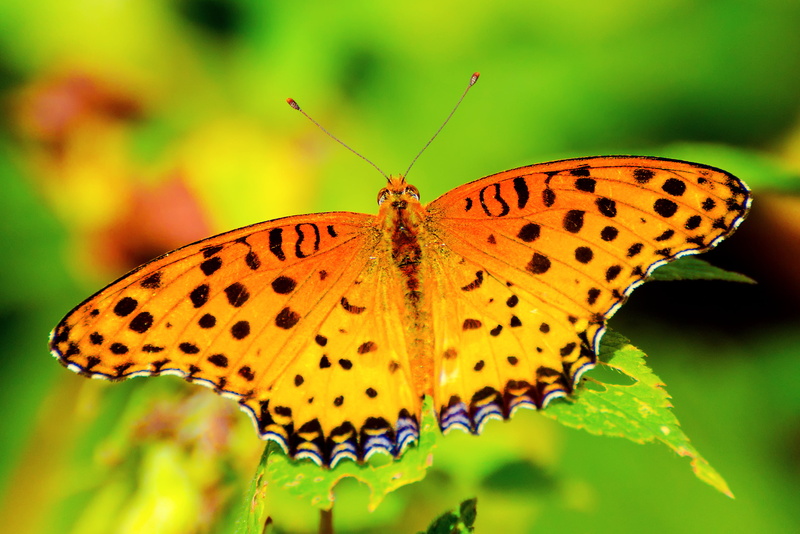Insect, Lacewing, Oba, VC, 2K, Aoba, Indian Fritillary, green, Male, cho, Yokohama, Outdoor, focus, F/4, green leaf, Japan, Bug, Di, Nikon  D7000, Macro