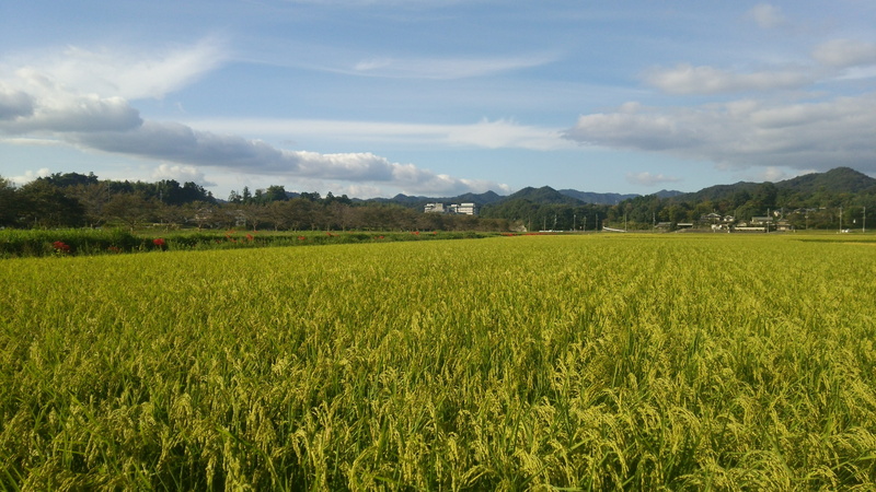 nature, mountain, no people, agriculture, grass, sky, crop, land, plant, scenics - nature, environment, Usd, cloud - sky, rural scene, paddock, 4K, Rice