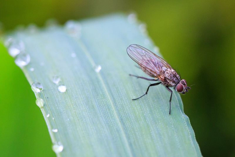 fly, brown, leaf, TAMRON, VC, MACRO, autofocus, F/2.8, Di, insect, SP, close-up, nature, Canon  EOS 6D, photography, USD, animal, 2K, 90mm