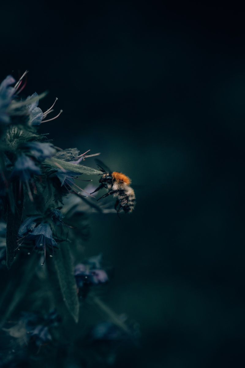 vulnerability, fragility, animal wildlife, animal, 5K, animals in the wild, flower, flowering plant, animal themes, no people, invertebrate, honeybee
