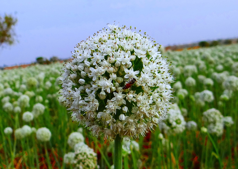 Farming, land, 2K, vulnerability, flower head, beauty in nature, herb, landscape, focus on foreground, sky, outdoors, plant, seed-farming, no people, flowering plant