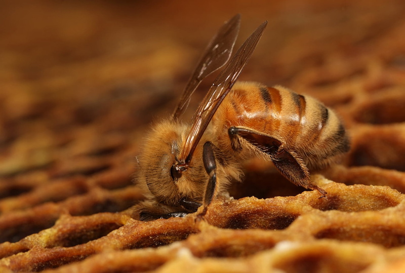 animals in the wild, extreme close-up, food, animal eye, beehive, yellow, spider, insect, pollen, animal body part, brown, outdoors, day, invertebrate
