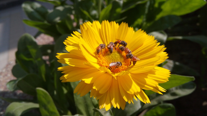 close-up, season, pollination, flora, first, botany, vulnerability, blured, botanical, honeybee, outdoors, summer, growing, leaf, bright, pollen, day, animal themes