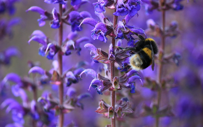 season, honeybee, black, nature, macro, fragility, petal, blossom, lavender, pollen, no people, animal, single Flower, outdoors, honey, clustered, close-up