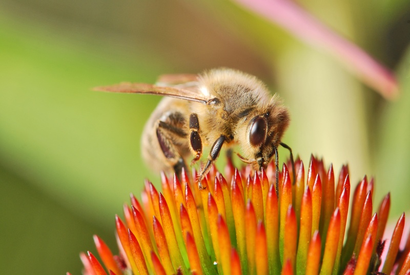 worker, insect, flower head, female, honeybee, macro, invertebrate, petal, outdoors, animal, western, 4K, bumblebee, fragility, vulnerability, pollen