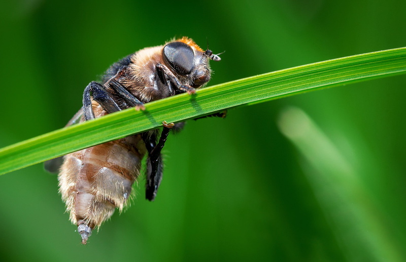 insect, 1080P, herbs, black, blade of grass, honeybee, brown