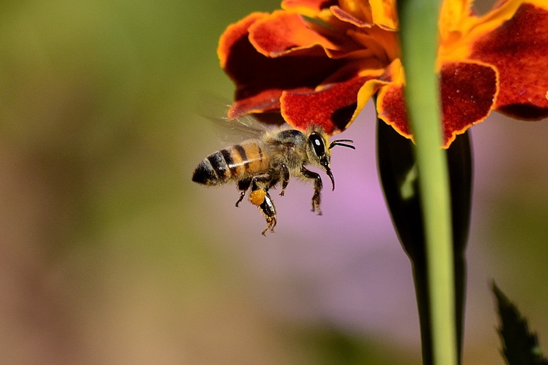 flower, wings, blossom, macro, color Image, busy, close-up, buzzing, vulnerability, flying, plant, honey, honeybee, fragility, animal themes, one animal