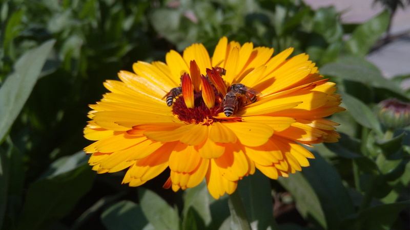color, animals in the wild, soggy, close-up, wild, season, flora, beauty in nature, no people, first, day, pollination, pollen, animal wildlife, honeybee